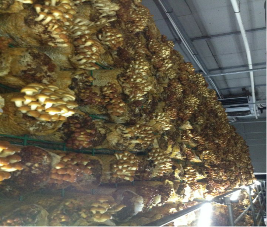文化传播和文化传媒到底差在哪，别再傻傻分不清了